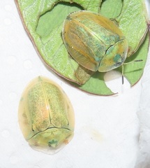 Aspidimorpha puncticosta