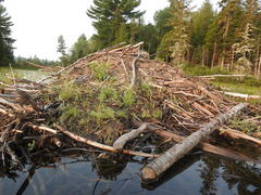 Rorippa palustris palustris