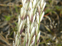 Melica californica