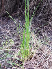 Schoenus gracillimus