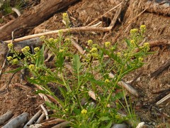 Rorippa palustris palustris