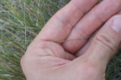Muhlenbergia cuspidata