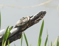 Graptemys ouachitensis