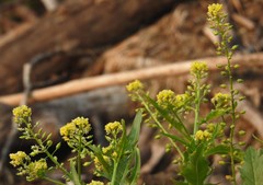 Rorippa palustris palustris