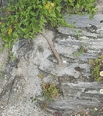 Podarcis muralis