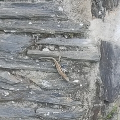 Podarcis muralis