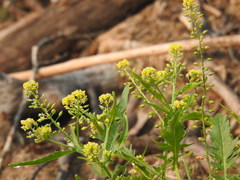 Rorippa palustris palustris