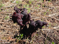 Gyromitra antarctica
