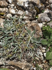 Convolvulus calvertii calvertii