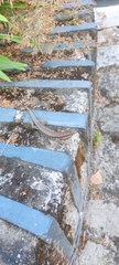 Podarcis muralis
