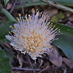 Haemanthus albiflos