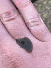 Leptoplanoidea