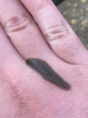 Leptoplanoidea