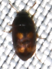 Litargus tetraspilotus