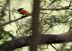 Terpsiphone paradisi