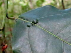 Ocotea bullata