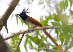 Terpsiphone paradisi