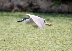 Nycticorax nycticorax