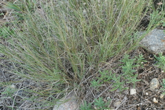 Muhlenbergia cuspidata