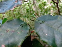 Ocotea bullata