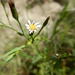 Nidorella undulata - Photo (c) Alanna, algunos derechos reservados (CC BY-NC), subido por Alanna