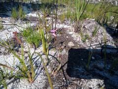 Disa obliqua