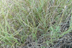 Muhlenbergia cuspidata