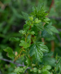 Ribes aciculare