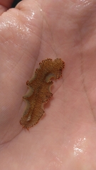 Prostheceraeus crozieri