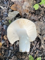 Russula parazurea