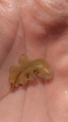 Prostheceraeus crozieri