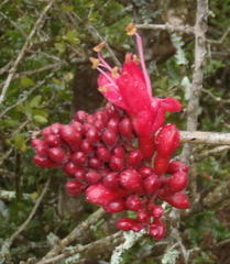 Schotia afra afra