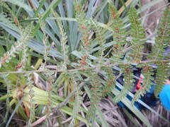 Thelypteris confluens