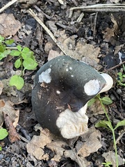 Russula parazurea