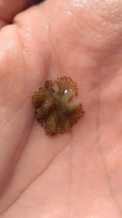 Prostheceraeus crozieri