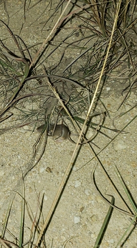 Hispid Pocket Mouse