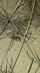 Chaetodipus hispidus