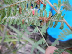 Thelypteris confluens