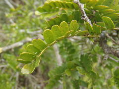 Schotia afra afra