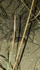 Chaetodipus hispidus