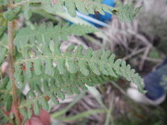 Thelypteris confluens