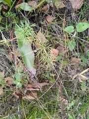Kadenia dubia