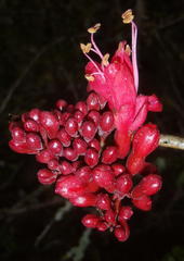 Schotia afra afra