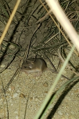 Chaetodipus hispidus