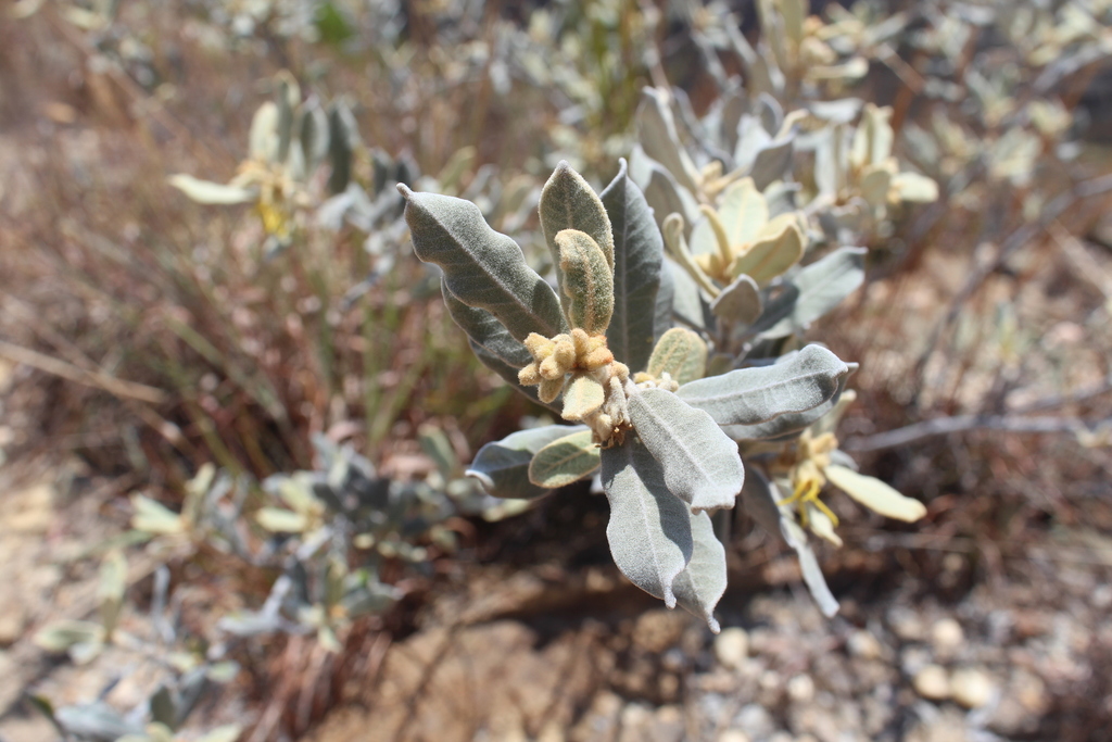 Pervillaea