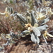 Pervillaea venenata - Photo (c) Michael A. Alcorn, algunos derechos reservados (CC BY), subido por Michael A. Alcorn