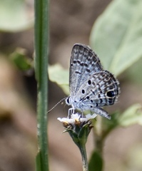 Hemiargus ceraunus filenus