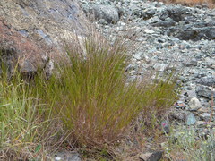 Melica californica