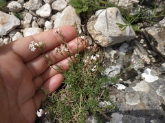 Asperula supina