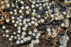 Helichrysum caespititium